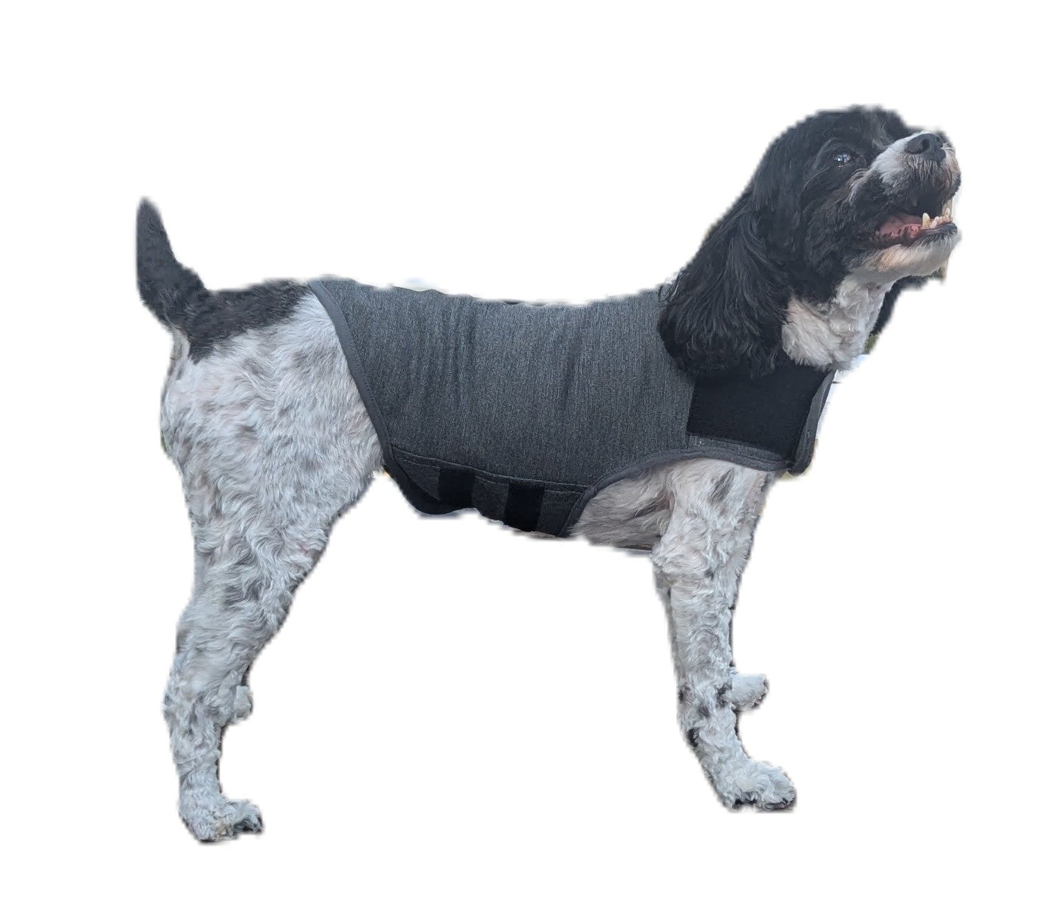 Still Paws™ Calming Wrap For Dogs